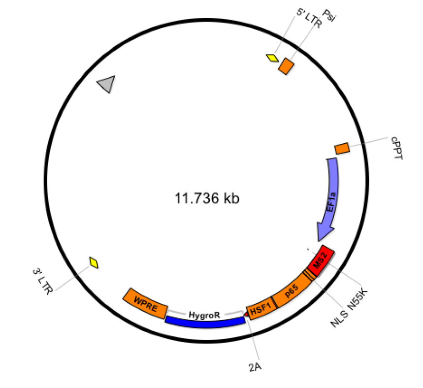 lenti MS2-P65-HSF1_Hygro载体图谱